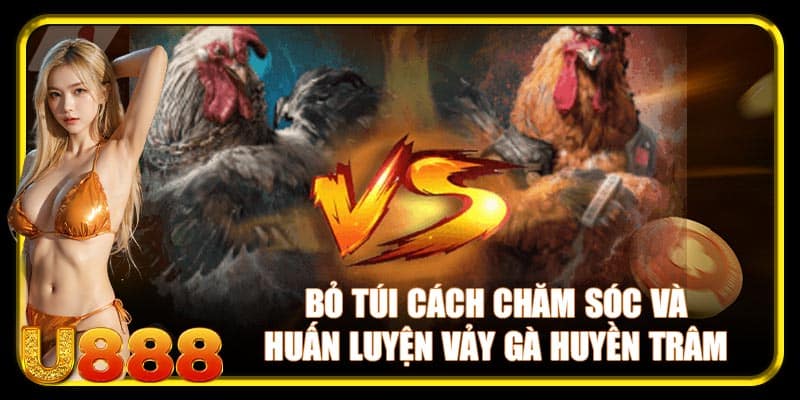Bỏ túi cách chăm sóc và huấn luyện vảy gà huyền trâm