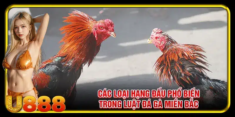 Các loại hạng đấu phổ biến trong luật đá gà miền Bắc