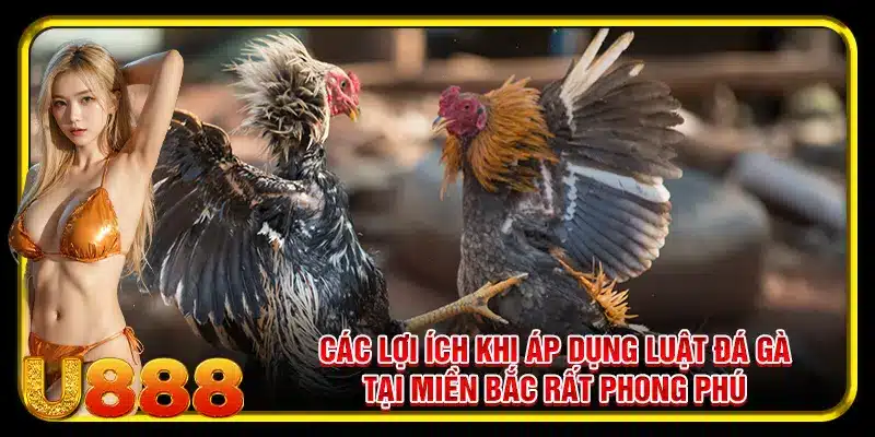 Các lợi ích khi áp dụng luật đá gà tại miền Bắc rất phong phú
