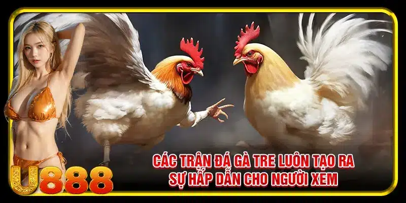Các trận đá gà tre luôn tạo ra sự hấp dẫn cho người xem