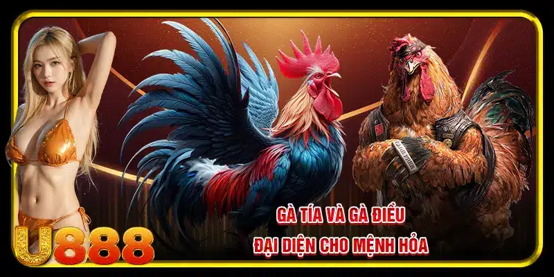 Gà tía và gà điều đại diện cho mệnh Hỏa