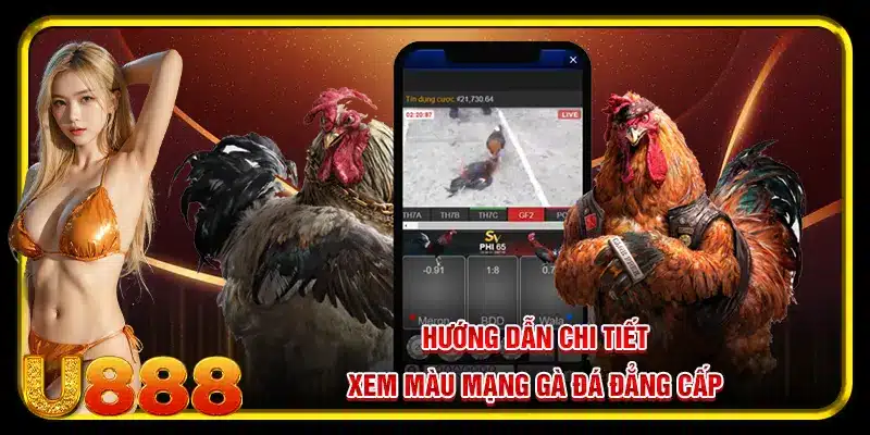 Hướng dẫn chi tiết xem màu mạng gà đá đẳng cấp