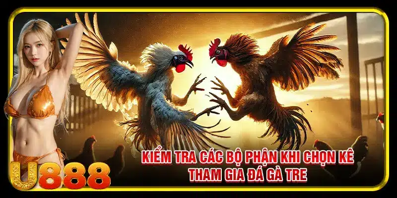 Kiểm tra các bộ phận khi chọn kê tham gia đá gà tre