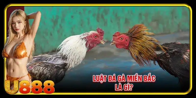 Luật đá gà miền Bắc là gì?