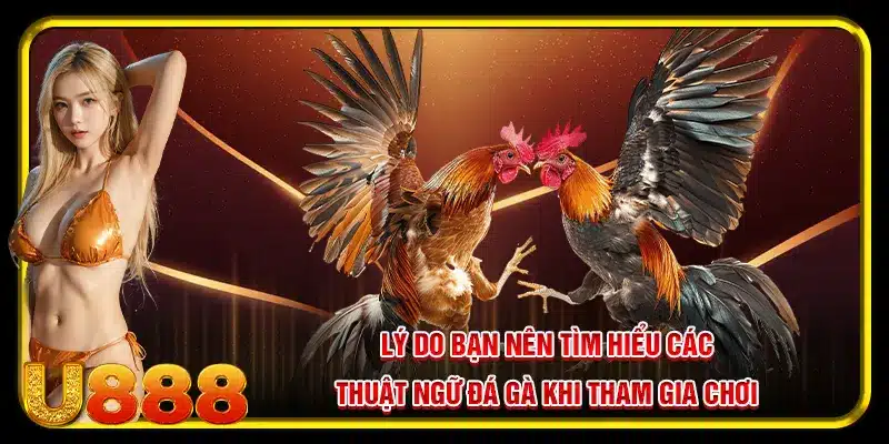 Lý do bạn nên tìm hiểu các thuật ngữ đá gà khi tham gia chơi