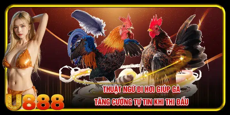 Thuật ngữ đi hơi giúp gà tăng cường tự tin khi thi đấu